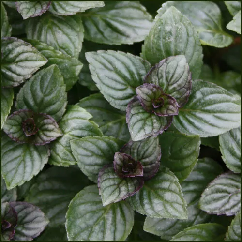 Chocolate Mint Very Aromatic Herb  plant 9cm Pots