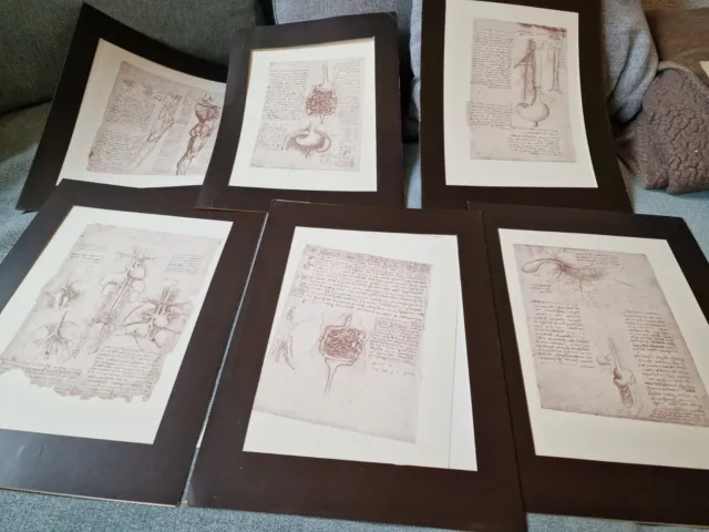 Konvolut 6  Kunstdrucke Anatomiestudien von Leonardo da Vinci