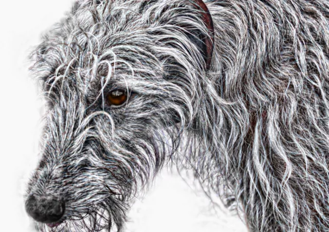 DEERHOUND LURCHER BIRTHDAY CHRISTMAS or ANY OCCASION CARD  Personalised inside