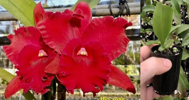 RON Cattleya Orchid Rlc. Hey Song 'Red Amazing Thailand' MERICLONE 50mm Pot Size
