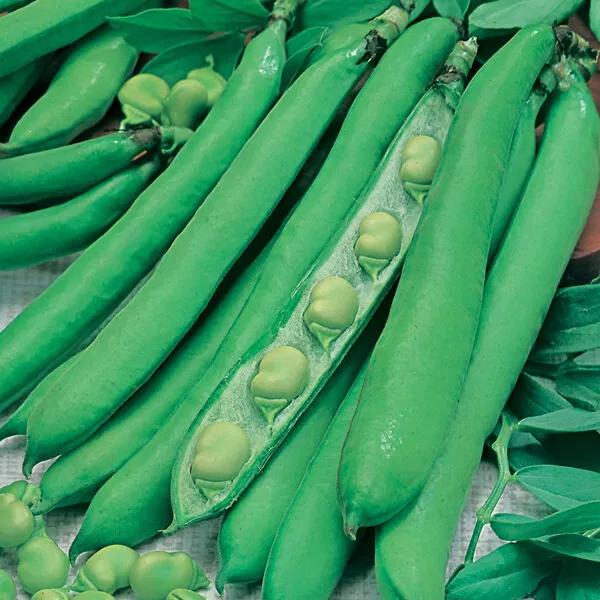 Broad Bean Masterpiece Green Longpod - 50 seeds - Summer Vegetable Kings Seeds