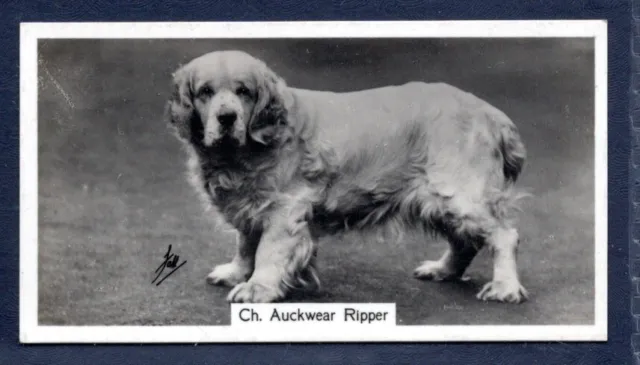CLUMBER SPANIEL, Auckwear Ripper  - Original 1938 Photo Cigarette Card