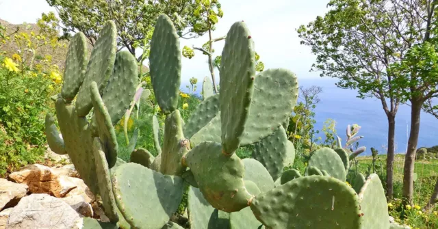 Pale di Fico D'india " Opuntia ficus" Giallo E Rosso......SICILIA