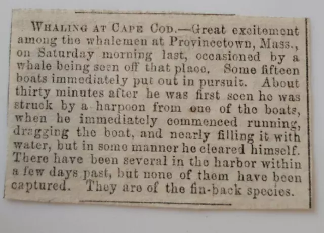 1855 Whaling Off Provincetown MA Cape Cod Hunt Capture Original Article 2.5x1.5"