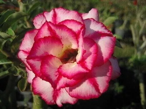 10 semi di ADENIUM OBESUM AURA, Rosa del deserto + OMAGGIO