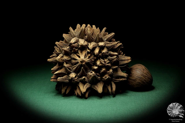 Phytelephas macrocarpa Sudamérica palma reciente frutos secos fruta seca decoración