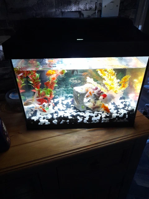 Fish Tank Complete Set Up