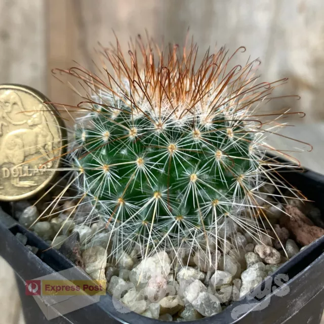 Mammillaria species Seedling [shown in 68mm pot] Rare Cactus Succulent