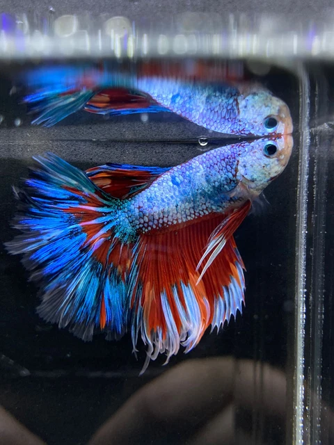 Live Betta Fish Male Halfmoon Fancy Dragon Red Blue White USA SELLER M435