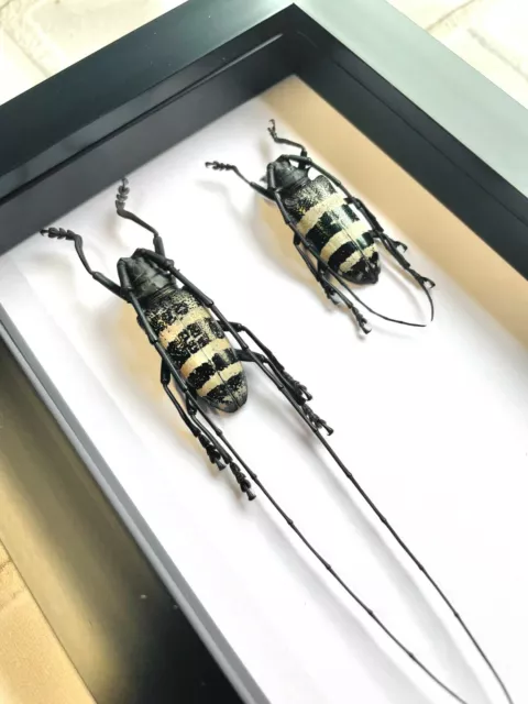 White Striped Longhorn Beetle Pair (Nemophas trifasciatus) Box Frame Display 2