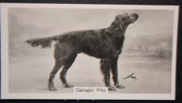 GORDON SETTER    Vintage 1930's Show Champion  Photo Card  PC17