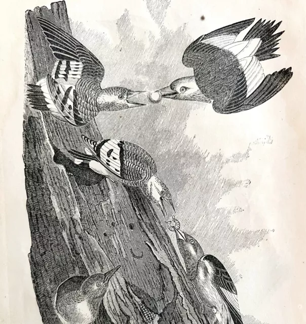 Red Headed Woodpecker Victorian 1856 Bird Art Plate Print Antique Nature DWT15