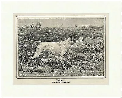 Hervorragende Hunde des Zwingers -Klosterhof- Selika Hühnerhund Waidmann 0265