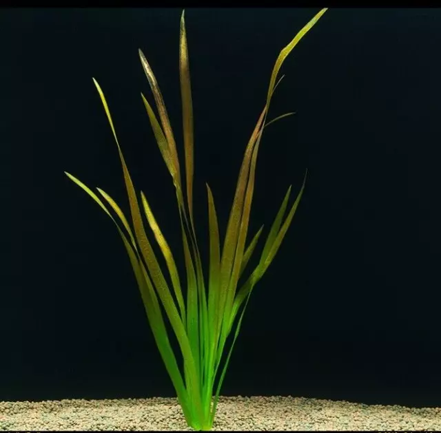 3+ Vallisneria Spiralis XL - Straight Vallis Live Aquarium Plant - 1 Bunch