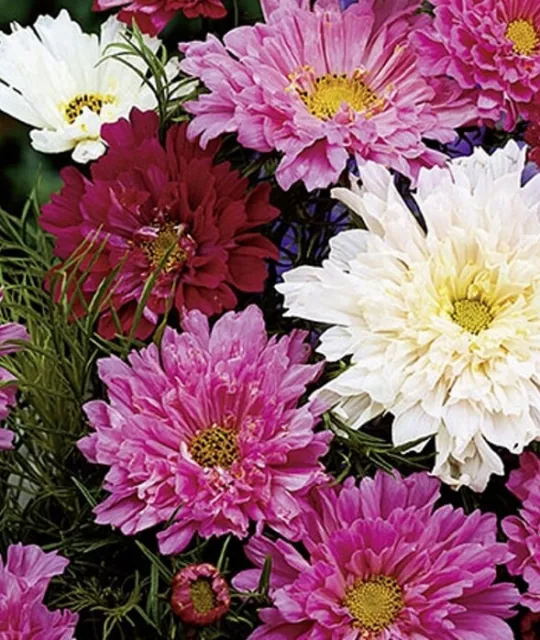 Schmuckkörbchen Cosmea Double Click Mischung Höhe ca.100 cm Samen