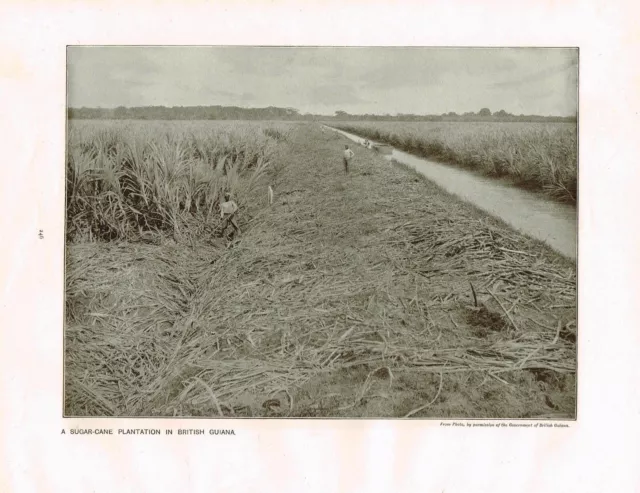 British Guiana Sugar Cane Plantation Guyana Antique Picture Print 1906 TKE#246