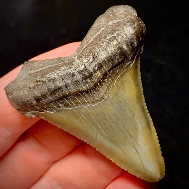 Ancestral Megalodon Shark Tooth (Otodus angustidens) 2.15" real authentic fossil