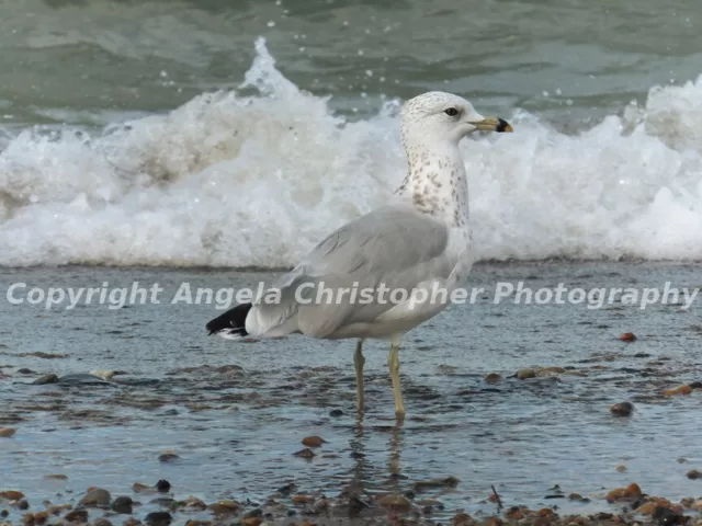 Original ACEO photo fine art print 2.5x3.5 in. YOUNG SEA GULL & WAVES bird white