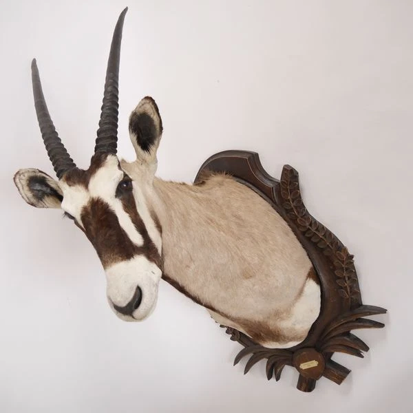 Grande Orix ( Gazella) Origen África Cabeza Preparado Antílope Gacela Gemsbok 2
