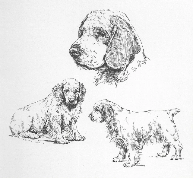 Clumber Spaniel - CUSTOM MATTED - 1963 Vintage Dog Art Print  *