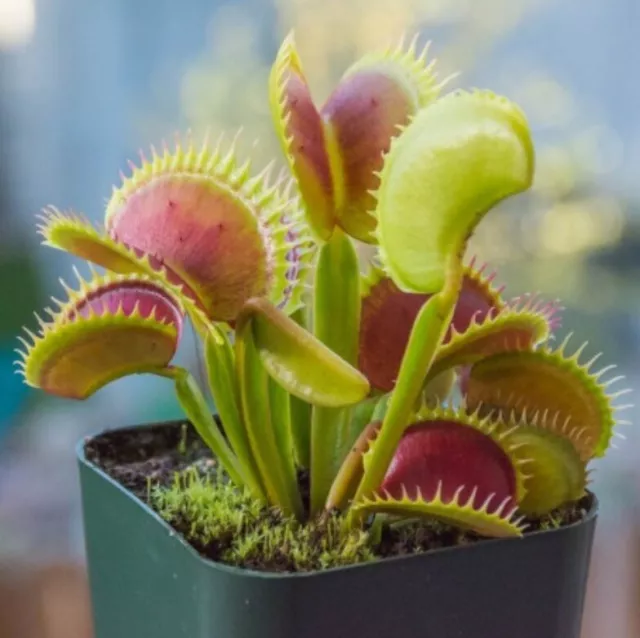 Riesige Venusfliegenfalle, DIONAEA MUSCIPULA, fleischfressende Pflanze - 10 Samen