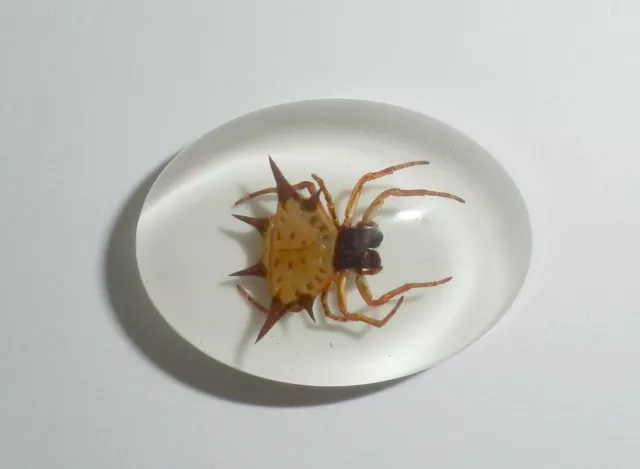 Insect Cabochon Spiny Spider Specimen Oval 18x25 mm on white 1 piece Lot