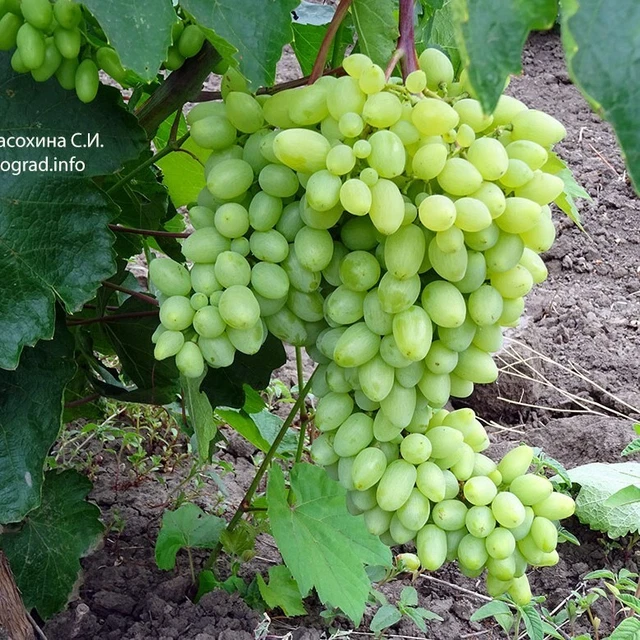 kernlose veredelte Weinrebe " Geliodor "