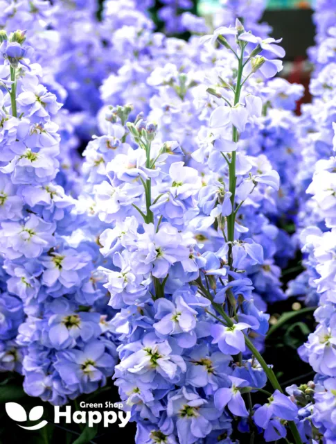 MATTHIOLA STOCK TEN WEEK LIGHT BLUE 100 SEEDS - Matthiola Incana LARGE FLOWERED