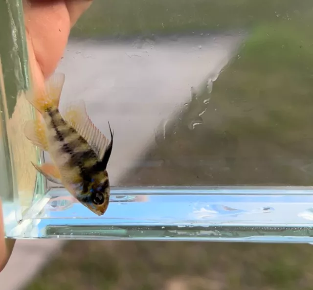 German Blue Ram (Mikrogeophagus ramirezi) USA TANK BRED Live Fish Dwarf Cichlid
