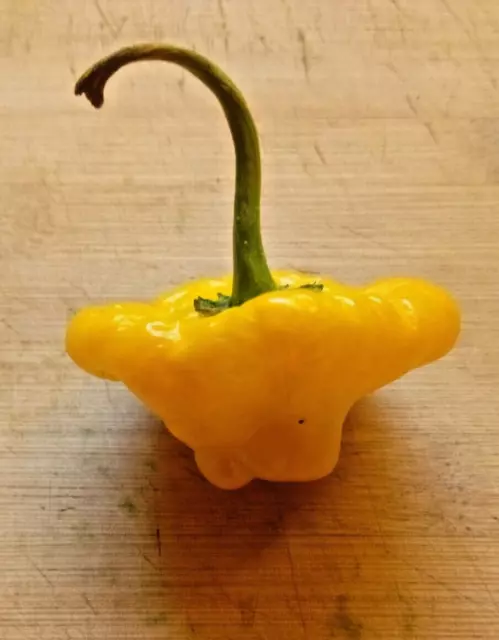 20 organic yellow scotch bonnet hot pepper seeds straight from the farm