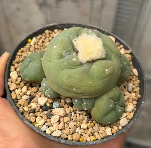 SALE MULTI HEADS Rare Plant Cacti L diff WYSIWYG Own Root Boutique ...