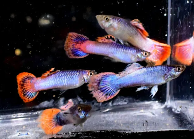 6 Metallic Pink Glitter Guppy Guppies Live Freshwater Aquarium Fish