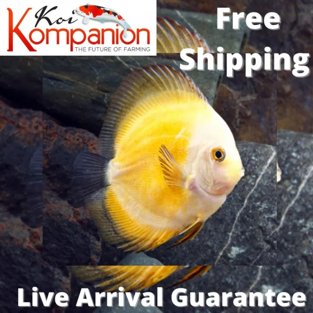 1/2/3X Yellow Marlboro Discus Fish Aquarium Koi Kompanion Free 1 Day Shipping
