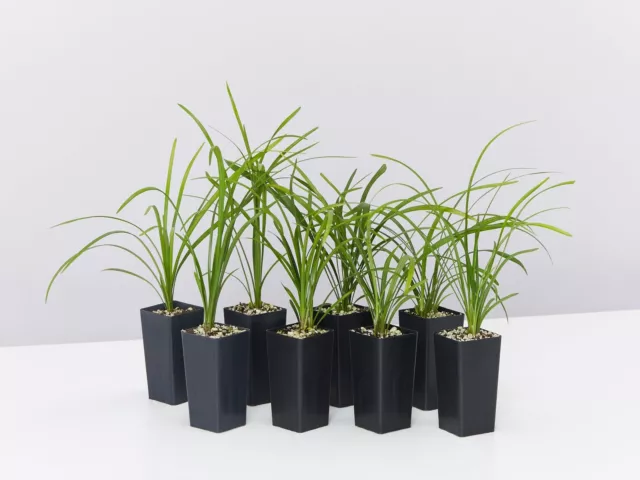 Liriope Evergreen Giant Plant (Grass-Like) Packs 2