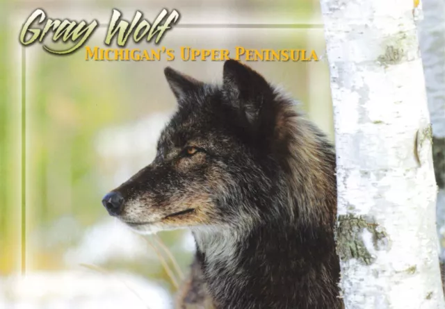 Postcard MI Gray Wolf Michigan's Upper Peninsula Animal Tree