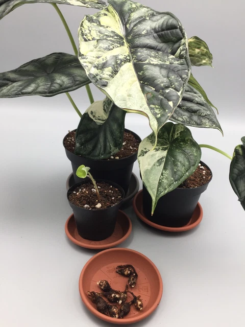 Rizoma Alocasia Dragon Scale Albo Variegata – Planta De Interior Exótica (Verde Y Blanco)