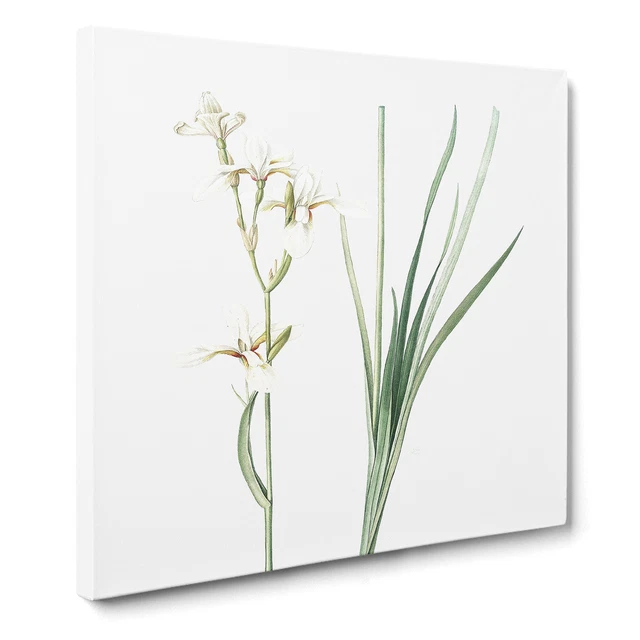 Siberian Iris Flowers by Pierre Joseph Redoute Canvas Print Wall Art Framed
