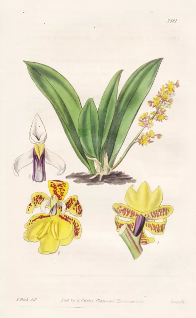 Oncidium Pumilum Brasil Orchidea Orchid Fiore Botany Engraving Curtis 3581