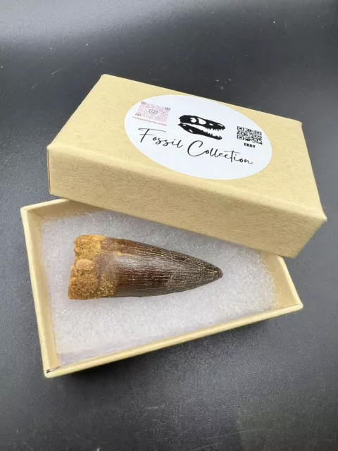 Massive XXL Dent De Dinosaure Spinosaure Tooth Dinosaur Fossil Fossile Fossili