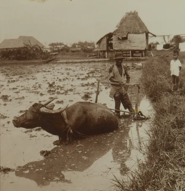 Square Top Keystone Stereoview Rice Farmer & Water Buffalo, Luzon, PI K600 #1009