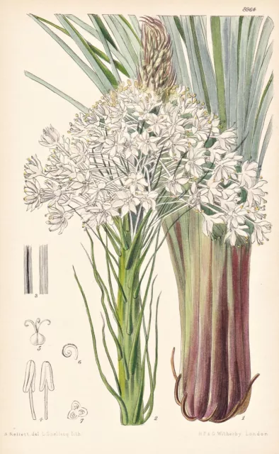 Xerophyllum Tenax North America Botanik flower botany lithograph Curtis 8964