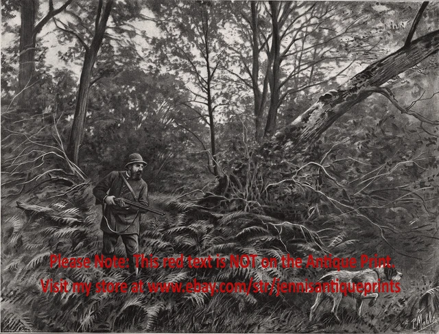 Dog German Wirehaired Pointer on Point in Forest, Large 1890s Antique Print