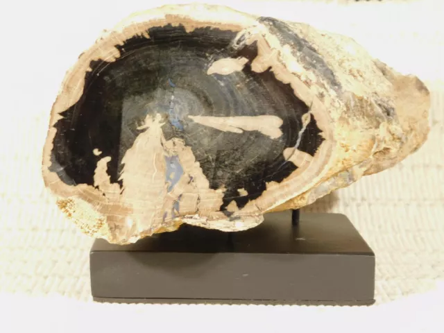 BIG! Highly Agatized BLUE Forest Polished Petrified WOOD Fossil Wyoming! 2121gr