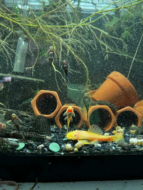 1x Chocolate Bristlenose Pleco .75-2 inch fish