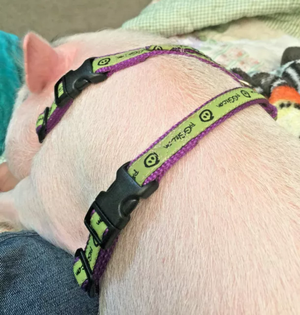 Signature© Potbelly Pig Harnesses & Leashes - by piGGlz.com