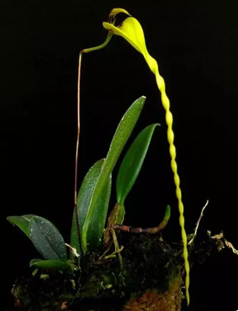 Bulbophyllum contortisepalum orchid species plant miniature