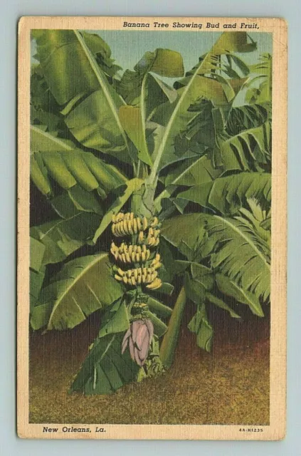 Banana Tree Fruit New Orleans Louisiana LA Postcard