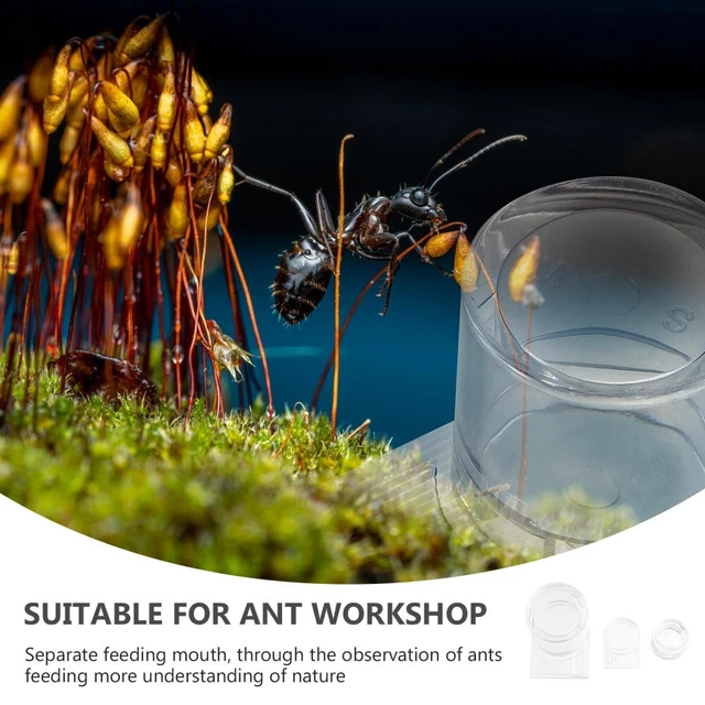 ANT-RESISTANT HUMMINGBIRD FEEDER with Extra Reptile Dish £4.99