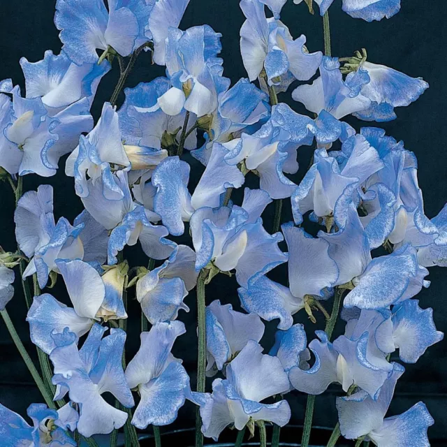 50 + Blau Abend oder Nacht Parfümiert Bestand Blumensamen/Annual/Levkoje