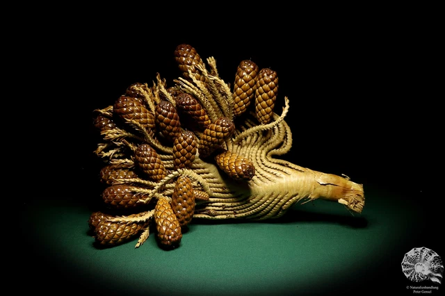 Raphia farinifera tropical centroáfrica palmera reciente frutos secos especie